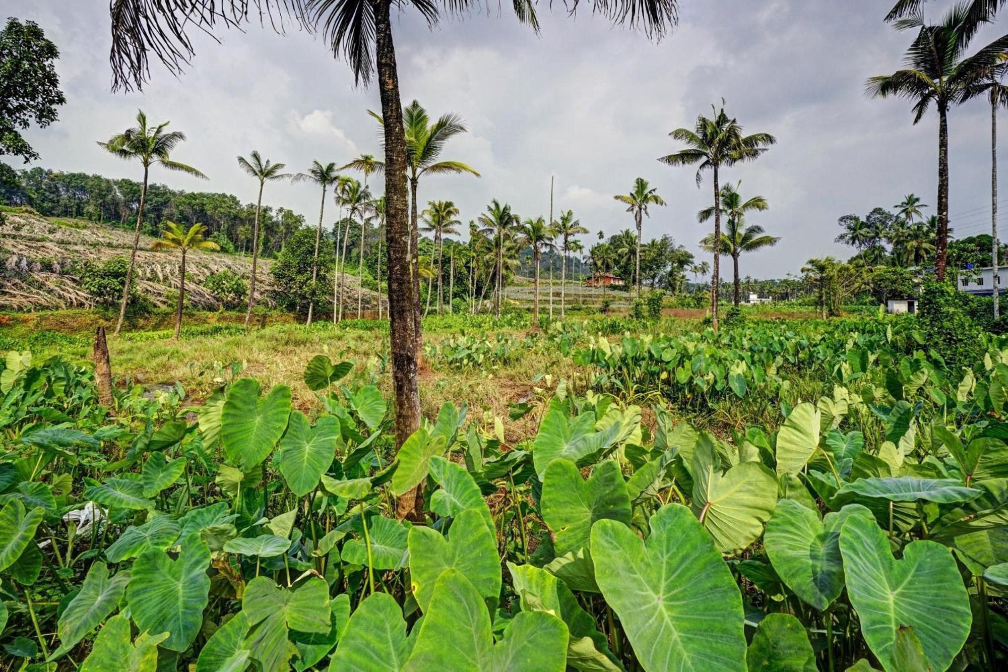 Spot On Shalom Palace Residency Neriyamangalam ภายนอก รูปภาพ